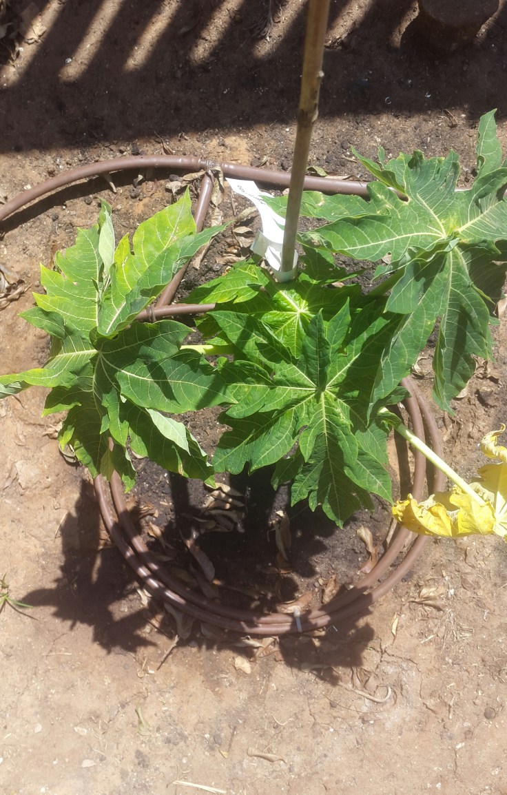 2017-08-26 12.47.12.jpg